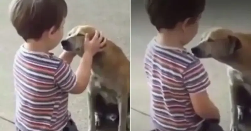 A Child’s Reaction When a Friendly Street Dog Approached Him is Priceless (VIDEO)