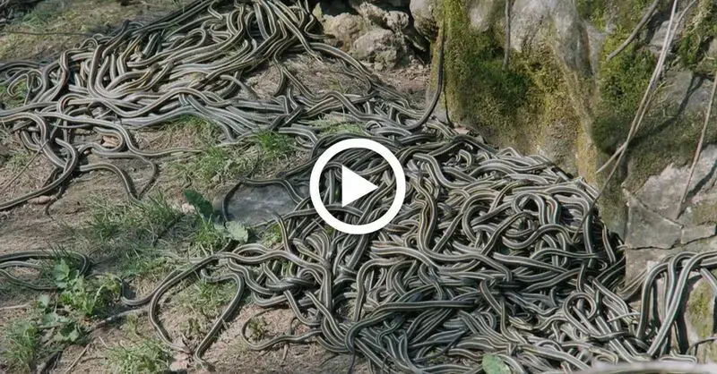 The world’s largest snake cave awakens from hibernation in Canadian Town (Video)