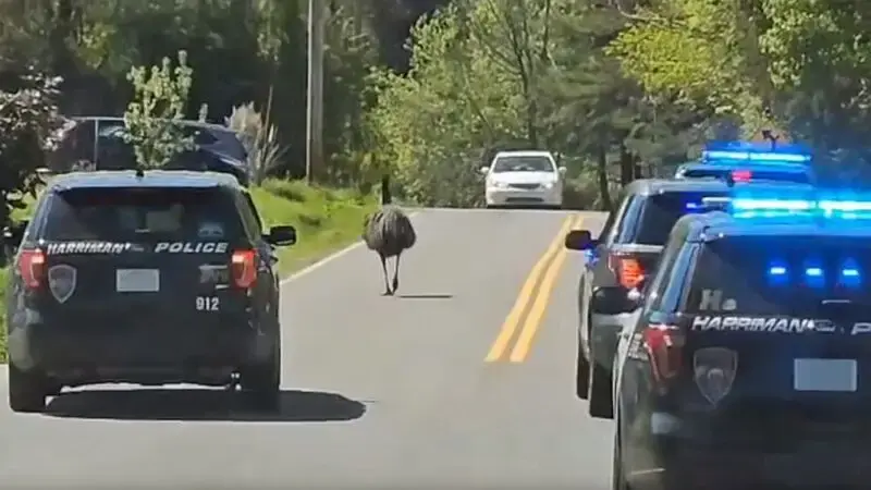 Escaped emu takes owner and police on 20-mile chase in Tennessee