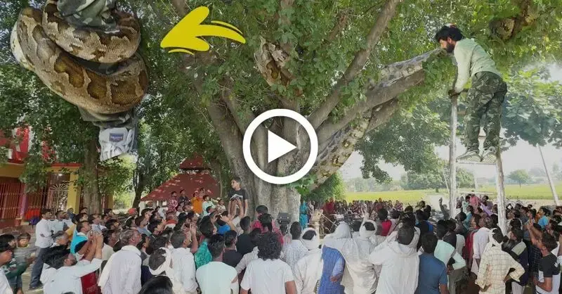 At the Baba Vishwakarma temple, people were horrified to see a big python on a banyan tree (VIDEO)