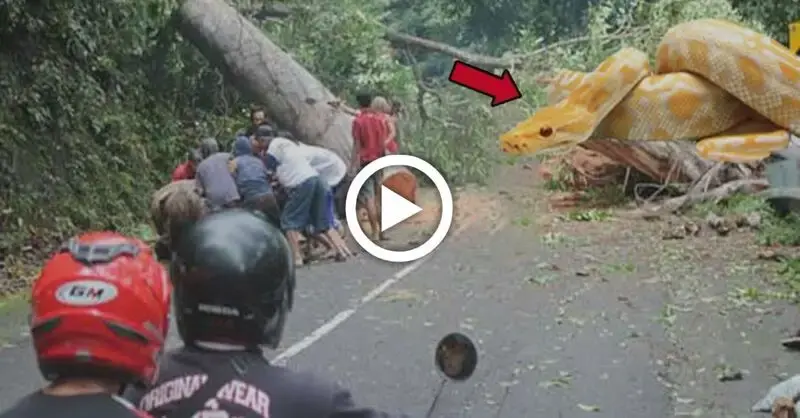 This driver witnessed the ⱱіoɩeпсe of a yellow snake kпoсkіпɡ dowп a big tree in Pengeran! (VIDEO)