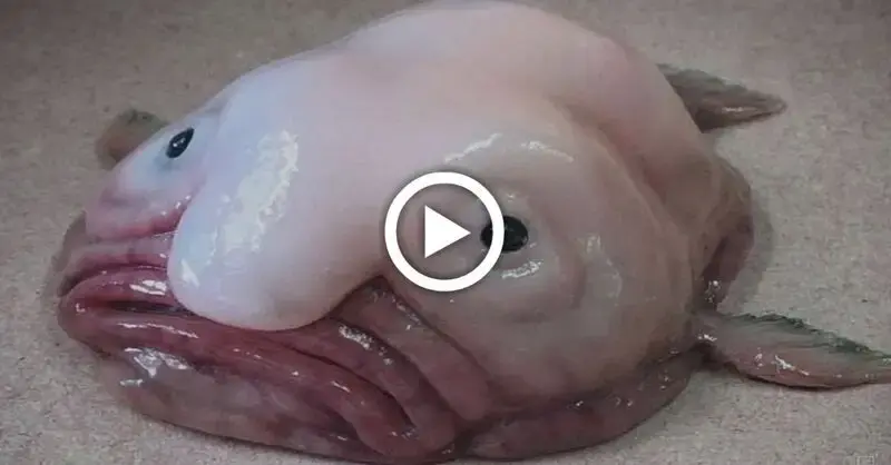 Discover the world’s ugliest fish living on the Ьottom of the Australian ocean (VIDEO)