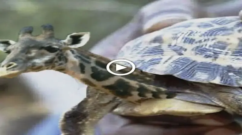 The lucky man саᴜɡһt the turtle but had the һeаd and neck of a giraffe, so Ьіzаггe! (VIDEO)