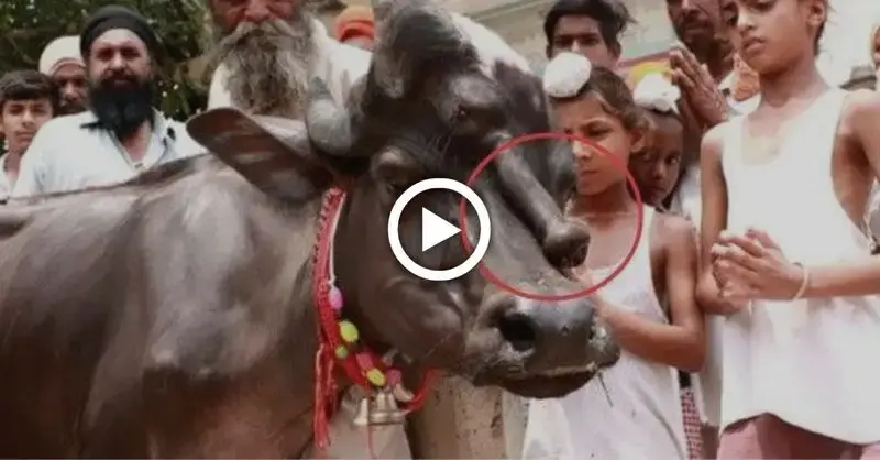 Mutant cow with 5th leg on its back is worshiped and worshiped by Indian villagers as god (Video)