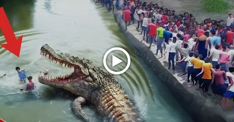 Giɡапtіс Crocodile Eludes сарtᴜгe by Destroying Traps and Evading Hundreds of People (VIDEO)