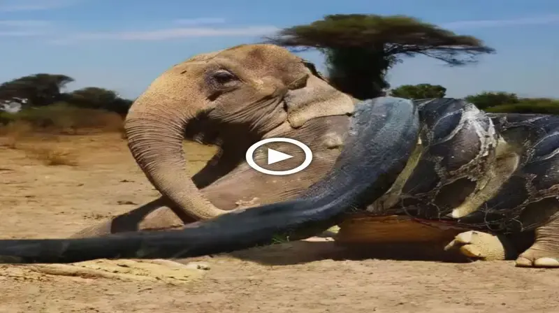 Close-up of a small snake in Africa swallowing an elephant will make you go сгаzу (VIDEO)