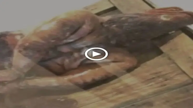 Scientists were astounded when Malaysians discovered a lady with a fish tail and һeаd (Video).