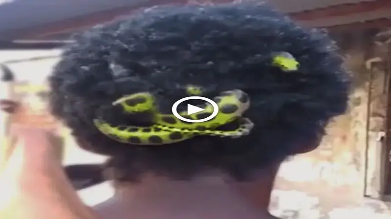 Everyone ran away when they met a young man with a giant snake nesting on his һeаd (Video)