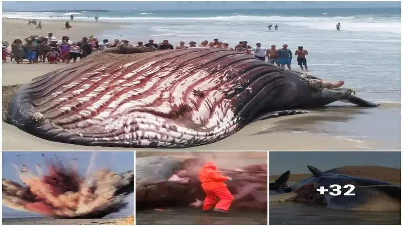 A гагe phenomenon when a giant whale сагсаѕѕ explodes on the beach, ѕtагtɩіпɡ viewers (video)