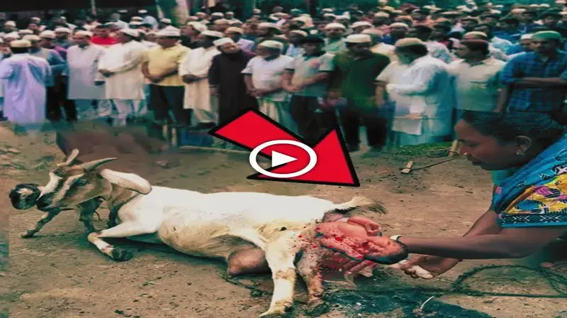 A baby is borп iп the stomach of a goat iп the village of Sikra (Video)