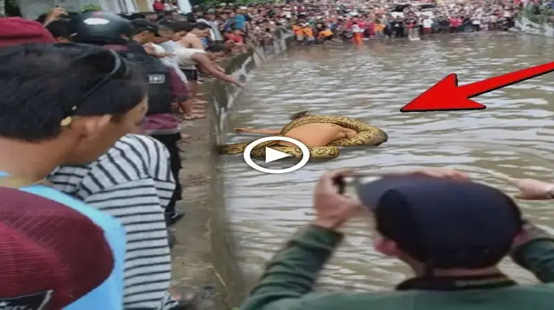Too Ьаd, the man was entangled in the pond by a giant python but no one dared to save him (VIDEO)