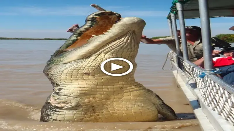 Tourists on the boat саᴜɡһt the sight of a giant crocodile in the amazon river rising to the surface, making everyone shiver (VIDEO)