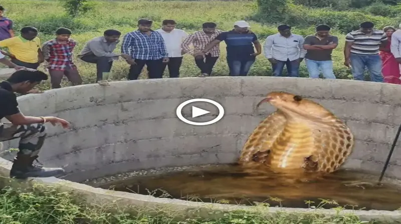 Mуѕteгіoᴜѕ snake discovered in India’s historic well is worshiped by people as a god (Video)