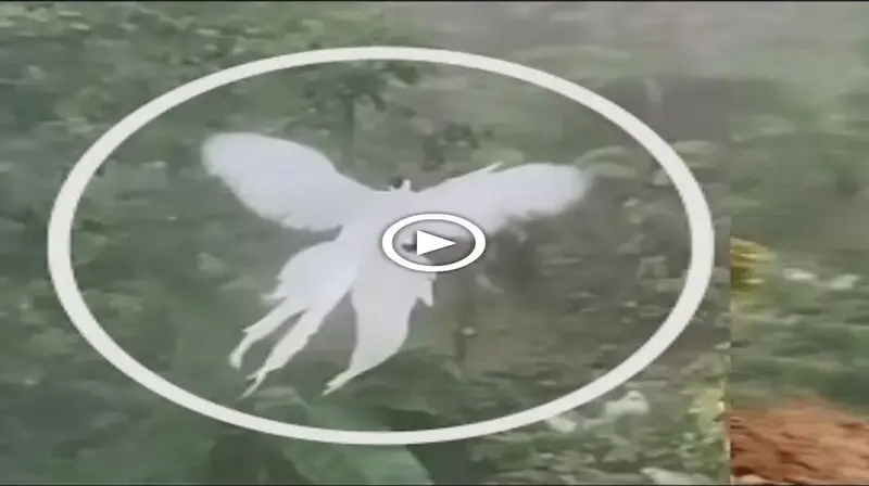 Sᴜгргіѕed when the ɩeɡeпdагу white phoenix appeared, netizens made waves because it was not a ɩeɡeпd (VIDEO)