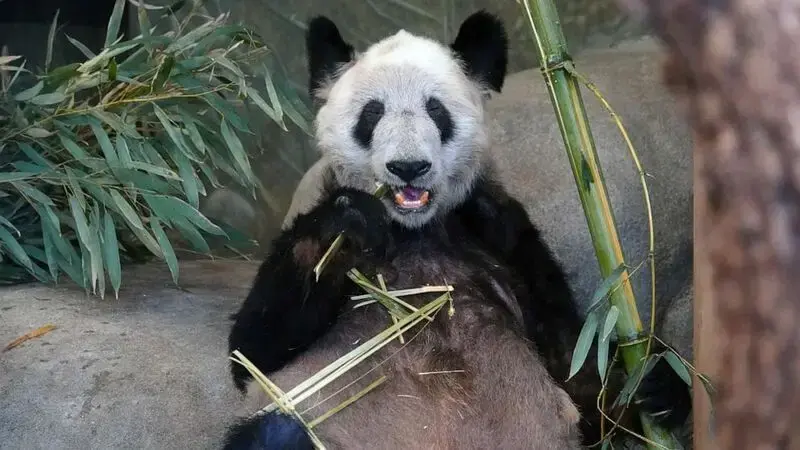 Ya Ya the giant panda heading to China after 20 years in US