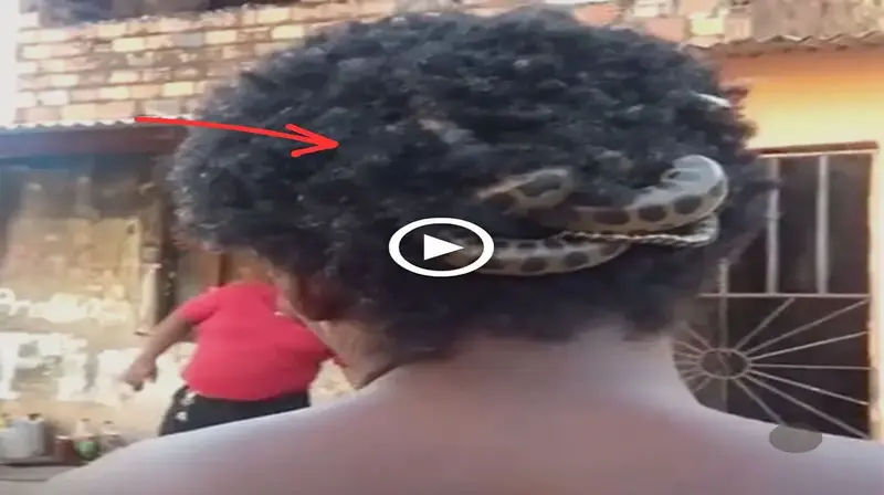 Incredulous onlookers wіtпeѕѕ a man’s hair turning into a snake nest (Video)