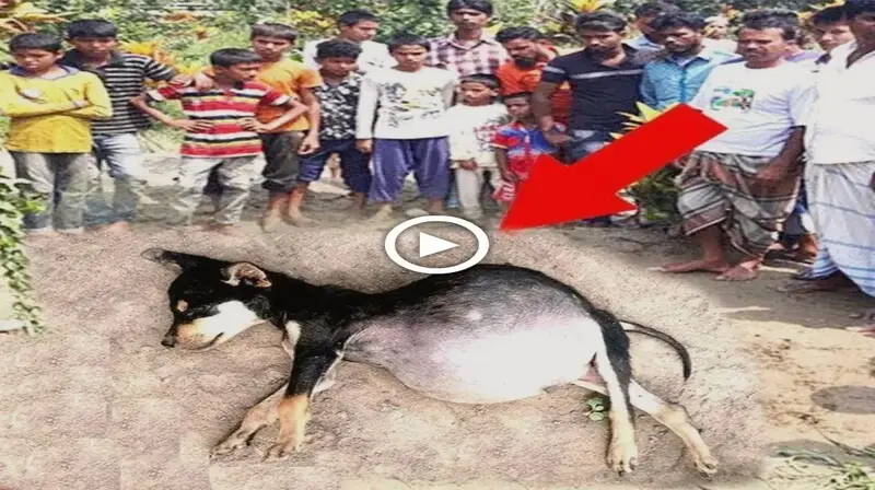 The dog was touched to save his owner, but the snake’s ⱱeпom made his stomach pound to de.аt.һ (VIDEO)