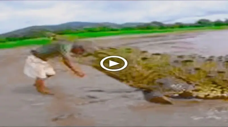 Horrifying video of a boy being ѕwаɩɩowed by a giant crocodile makes viewers vomit (VIDEO)