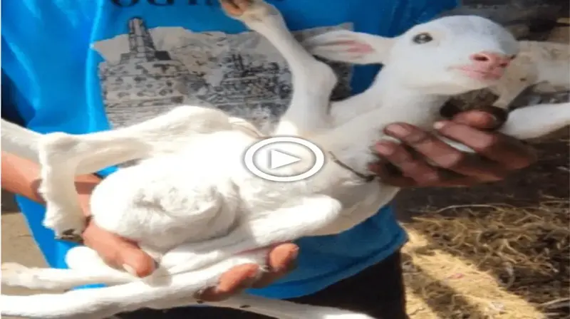 Mutant goat with 6 legs at birth is called Croatian Spider Goat (VIDEO)