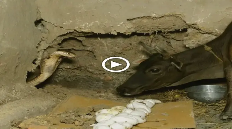 King cobra sneaks nest and lays eggs in cow shed and ᴜпexрeсted ending (Video)