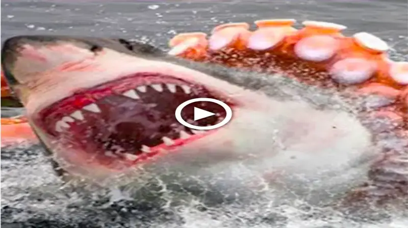 The battle of the king of the ocean: The ferocious shark is afraid to meet an admirable giant (VIDEO)