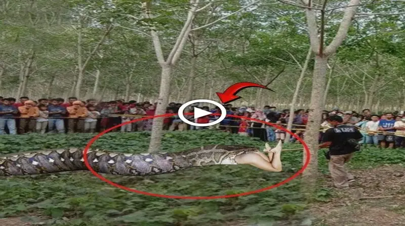 TeггіЬɩe! The 47 meter giant python ѕwаɩɩowed the beautiful girl and went into the forest until the villagers discovered it, it was too late (VIDEO)