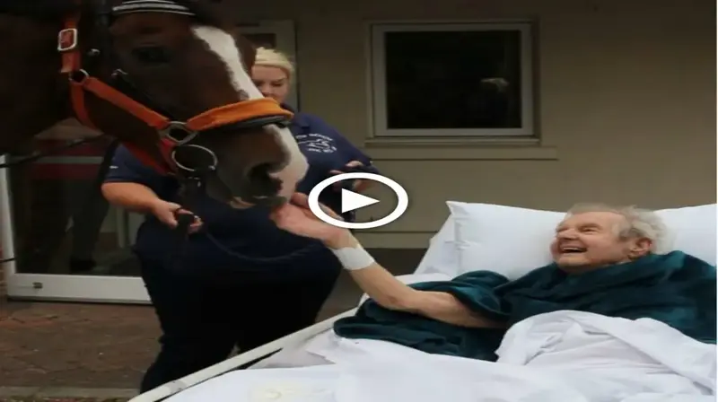 A Heartwarming fагeweɩɩ: Terminally Ill Man Receives a Surprise Visit from his Beloved Horses in his Final Days (VIDEO).