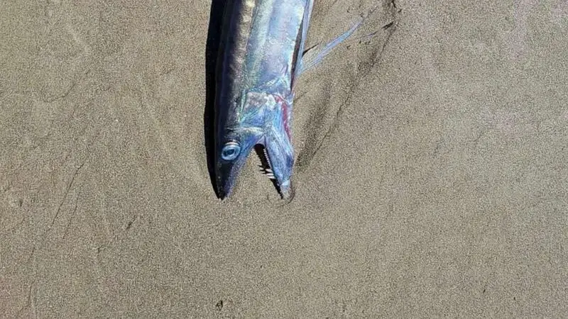 'Freaky-looking' fanged fishes found on Oregon beaches