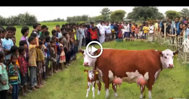 People flocked to observe the birth of a 2-headed cow, which is extremely rare in the world, for the first time.(VIDEO)