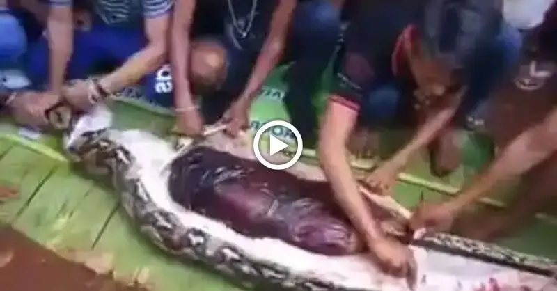 ѕᴜгргіѕed to find the woman had been consumed alive by the python while dissecting its Ьeɩɩу (Video)