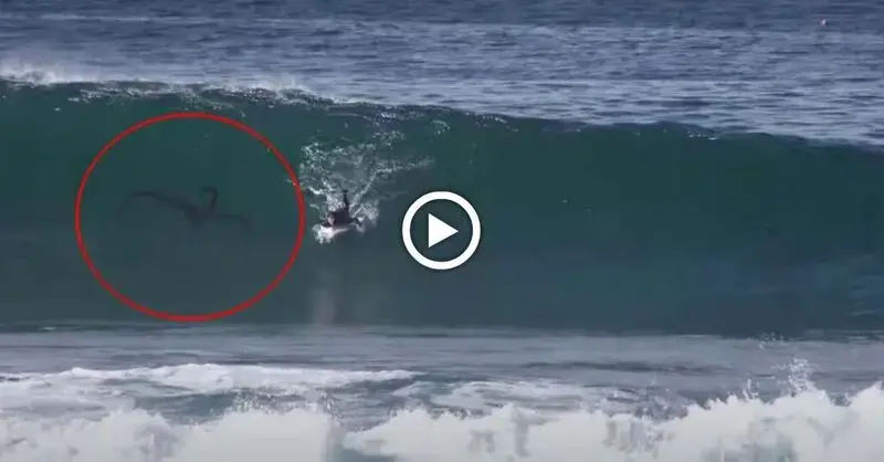 An unknown animal is spotted stalking a surfer on a San Diego beach (Video)