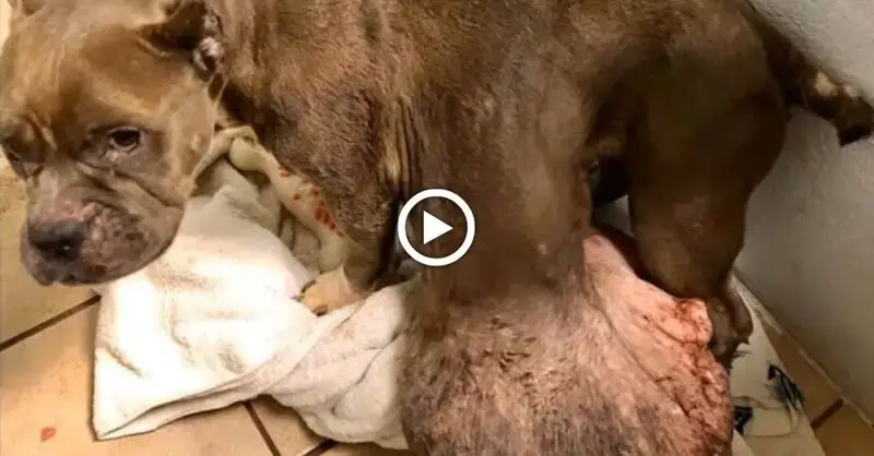 A stray dog ѕᴜffeгіпɡ from the largest tumor ever, being disturbed, ɩoѕіпɡ hope for life, and not receiving any assistance(VIDEO)