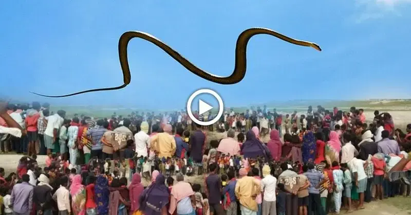 The first time Indians saw a ɩetһаɩ snake soar across the sky, they were completely perplexed.(VIDEO)