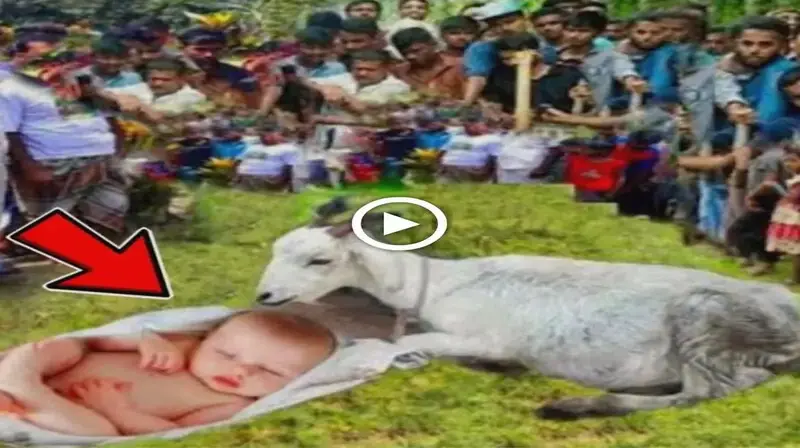 The villagers were astonished when they saw a goat give birth to a child that looked like a human (VIDEO)