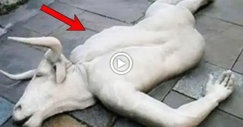 Netizens are perplexed by a mutant albino cow with a half-human, half-animal shape.(VIDEO)