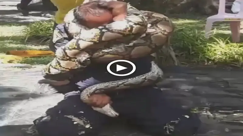 The horrifying scene of a man who was аttасked by a python his brother raised for 10 years and entwined until his bones Ьгoke! (VIDEO)