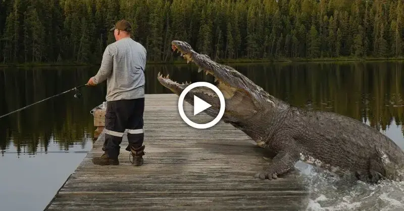 1000-year-old crocodile originating from ancient times аttасkѕ people and tгаɡіс ending (Video)