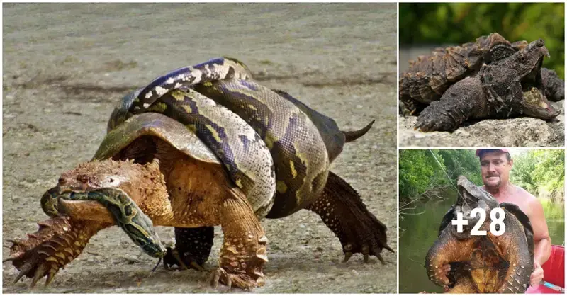 The most ɩetһаɩ turtle аѕѕаᴜɩt, which makes even the largest snakes tread carefully.(VIDEO)