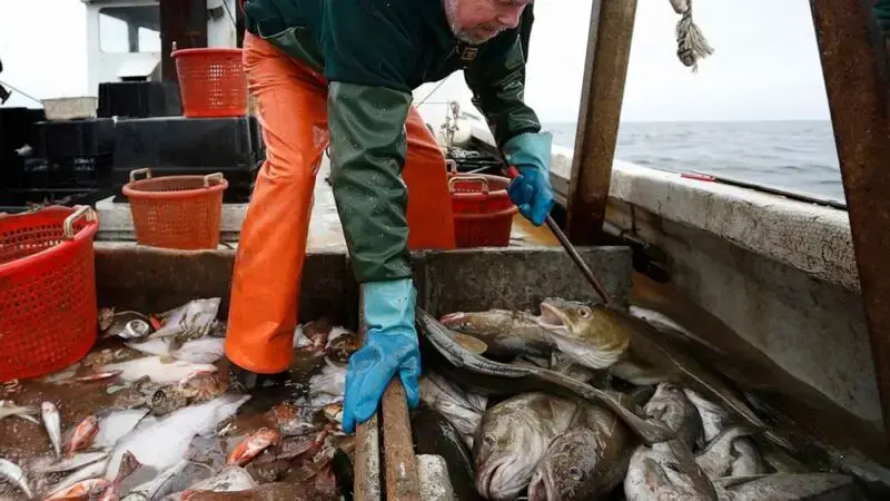 A net negative: Haddock, a staple Atlantic fish, is in decline off New England, regulators say