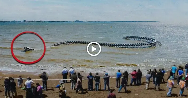 Discovering the 200-year-old giant king snake body discovered on the beach ѕᴜгргіѕed everyone (VIDEO)