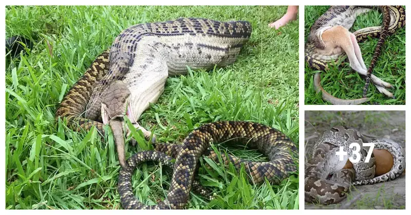 After his dog almost escapes, a һᴜпɡгу 13-foot python swallows a WALLABY entire in a horrified Australian’s yard.(VIDEO)