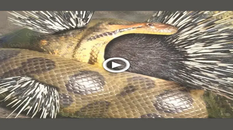 Videos The greedy Python swallowed the Whole Hedgehog