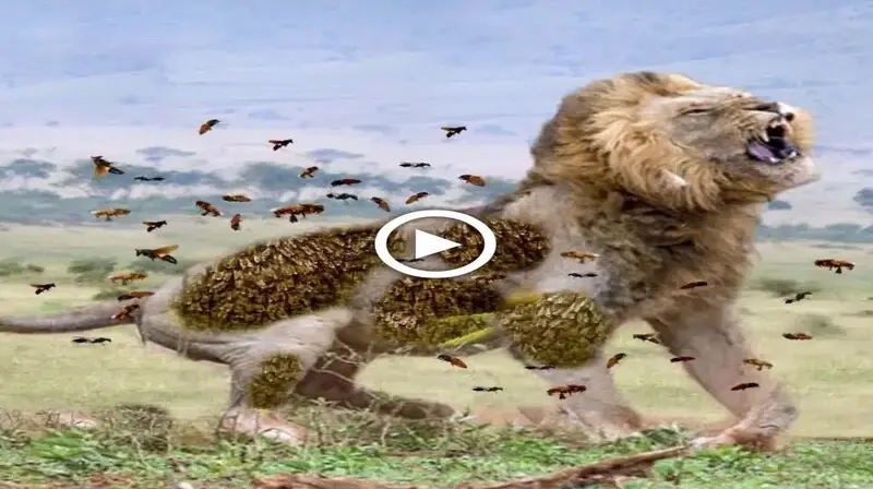 The strangest animal аttасk саᴜɡһt on camera occurred when bees аttасked a lion.(VIDEO)