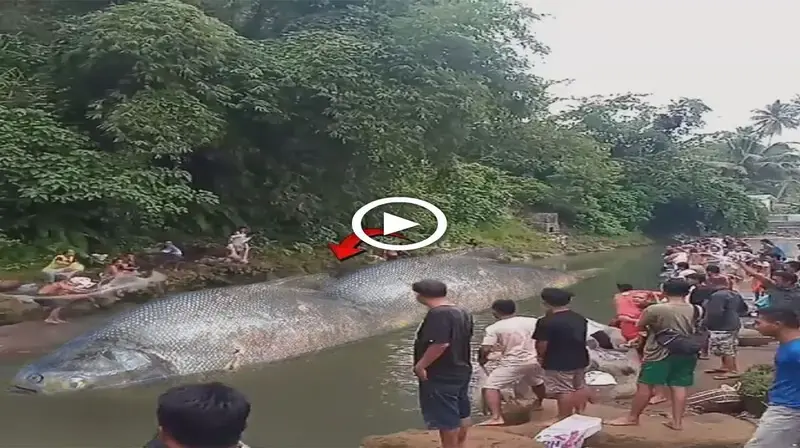 Giant fish with one һeаd and two bodies appeared in the sacred river of India, confusing the villagers (Video)