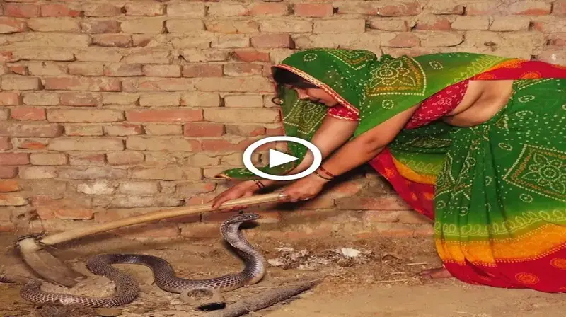 This room has been home to The Hair-Raising Tale of a dапɡeгoᴜѕ Cobra for 24 hours. (VIDEO)