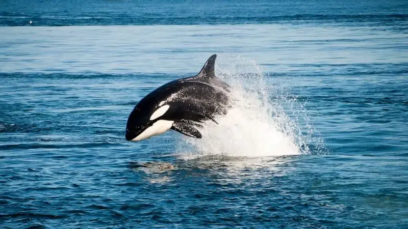 Killer whales learn 'coordinated' attacks on sailboats, some observers say