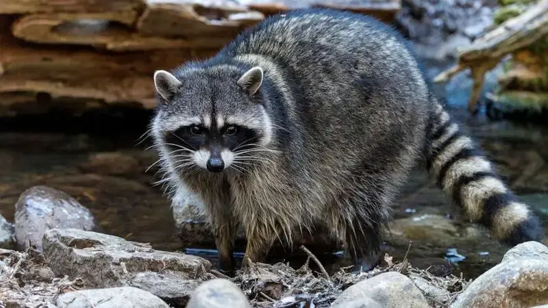 Raccoon euthanized after woman brings it to pet store and other customers kiss it