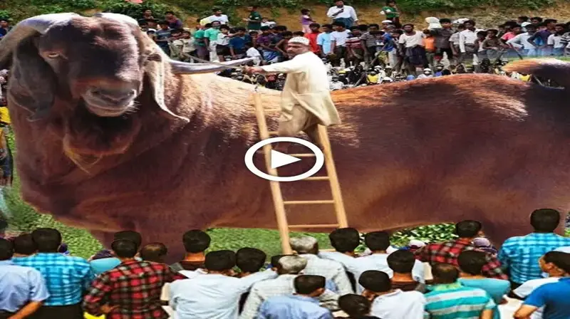 This is a true account of how Indians revered and venerated the biggest goat in the world like a deity. (VIDEO)
