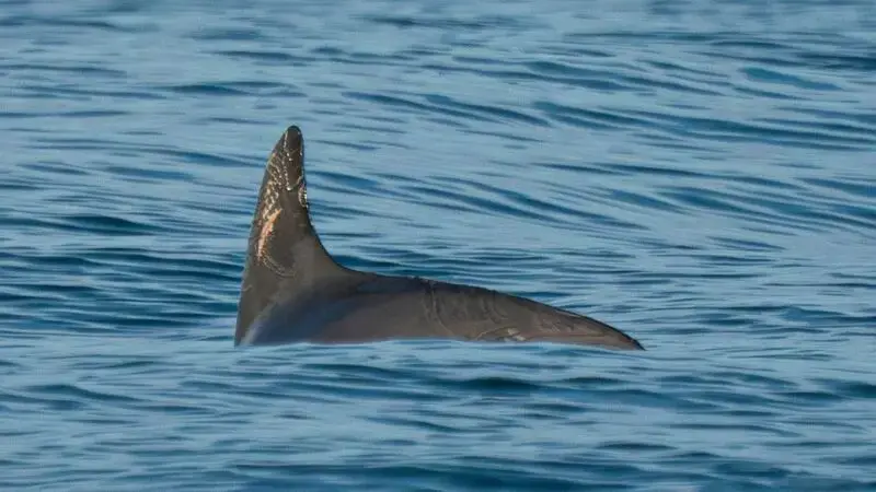 Against all odds, Mexico's endangered vaquita porpoise holds on