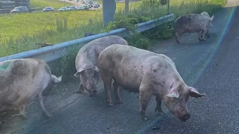 Pigs run loose on metro highway after semitruck tips over in Minnesota